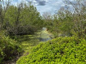 Chino Creek Wetlands Highlight